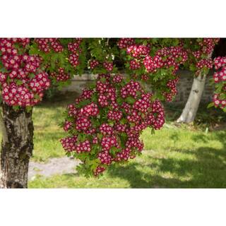 Online Orchards 3 ft. Crimson Cloud Hawthorn Compact Tree with Bright Spring Blossoms FLHW001