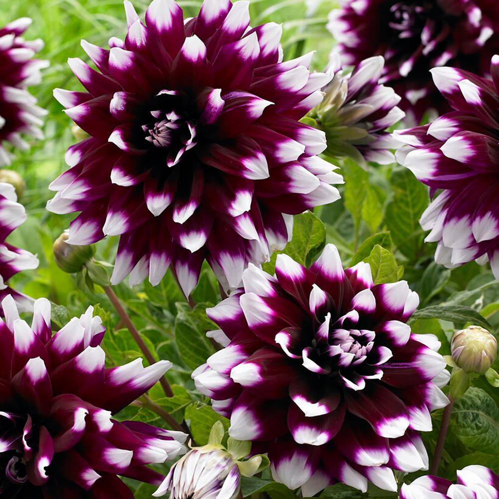 VAN ZYVERDEN Dahlias Mystery Day Bulbs (Set of 5) 84121