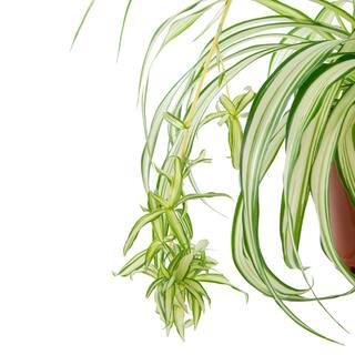 national PLANT NETWORK Spider Plant (Chrlophytum) in 6 in. Grower Containers (2-Plants) HD7740