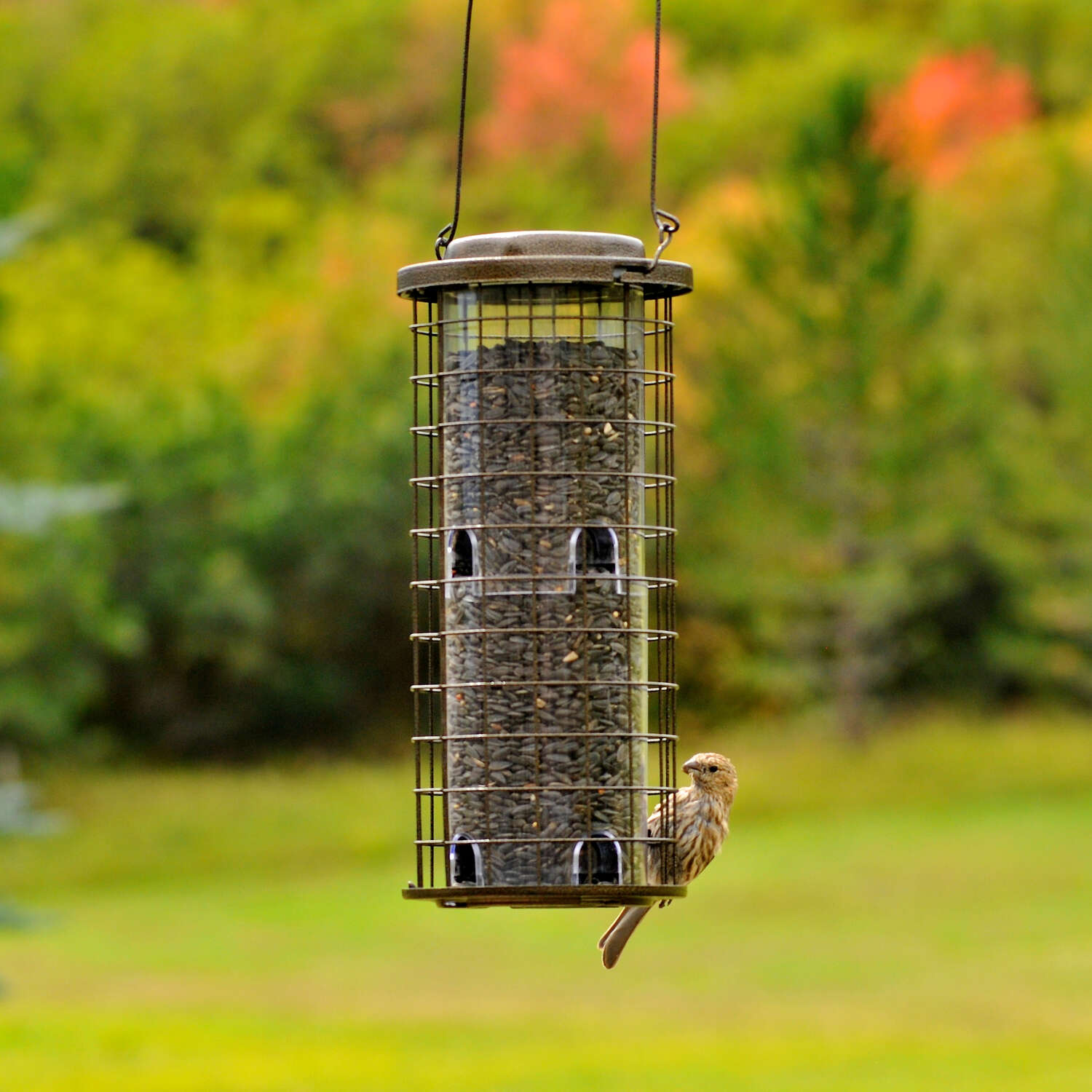 Perky-Pet Squirrel Stumper Wild Bird 3 lb Metal/Plastic Bird Feeder 8 ports