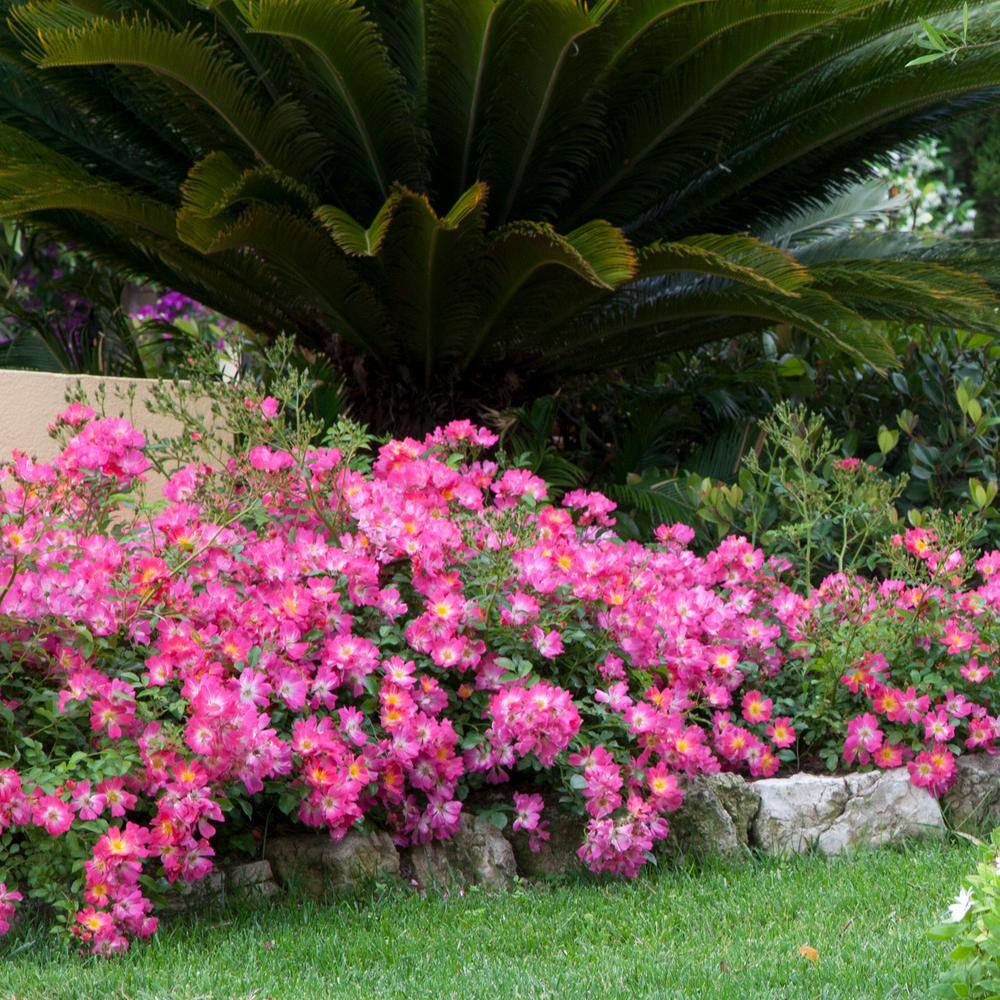 Drift 2 Gal. Pink Drift Rose Bush with Pink Flowers 13196