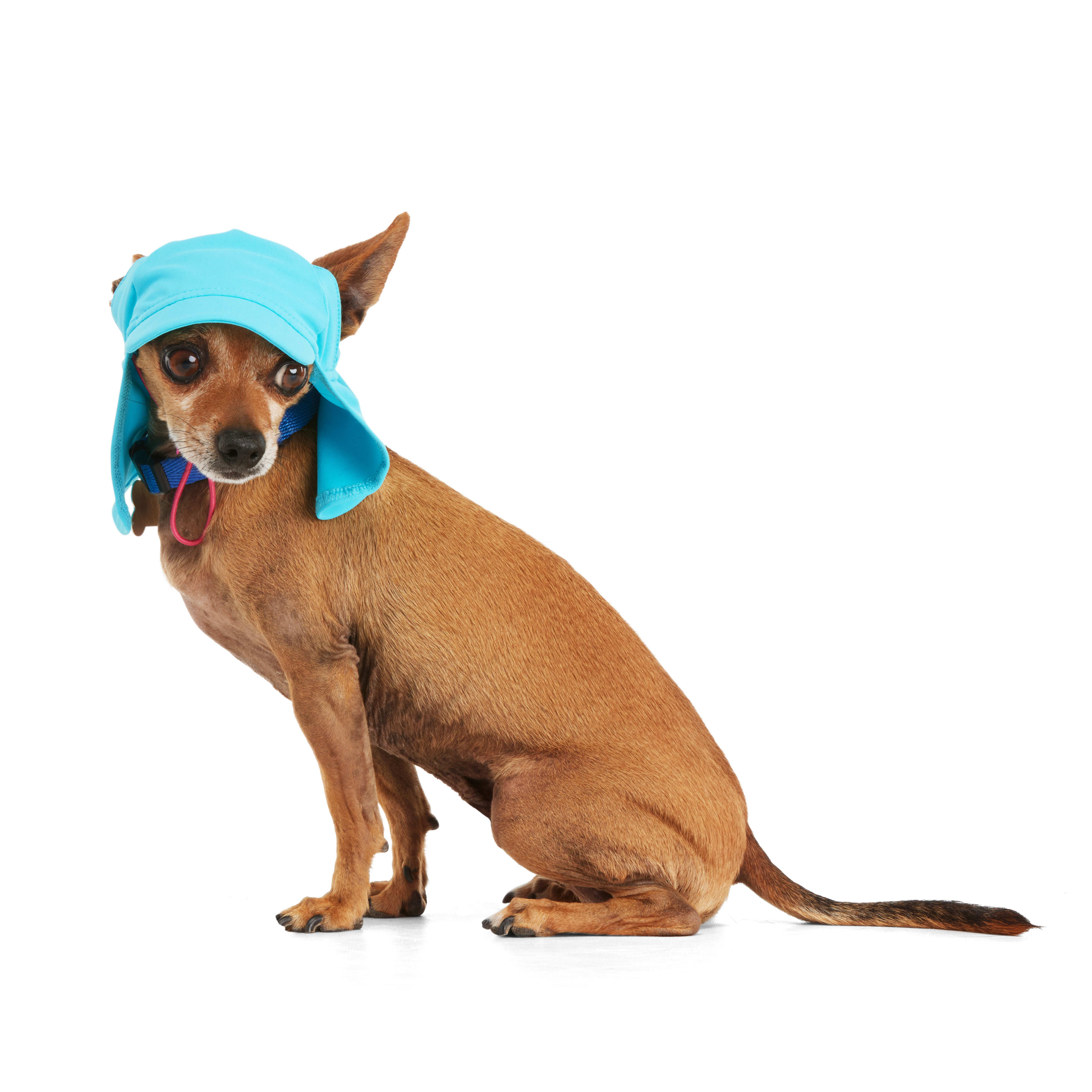 YOULY Blue Cooling Sun Visor for Dogs， X-Small/Small