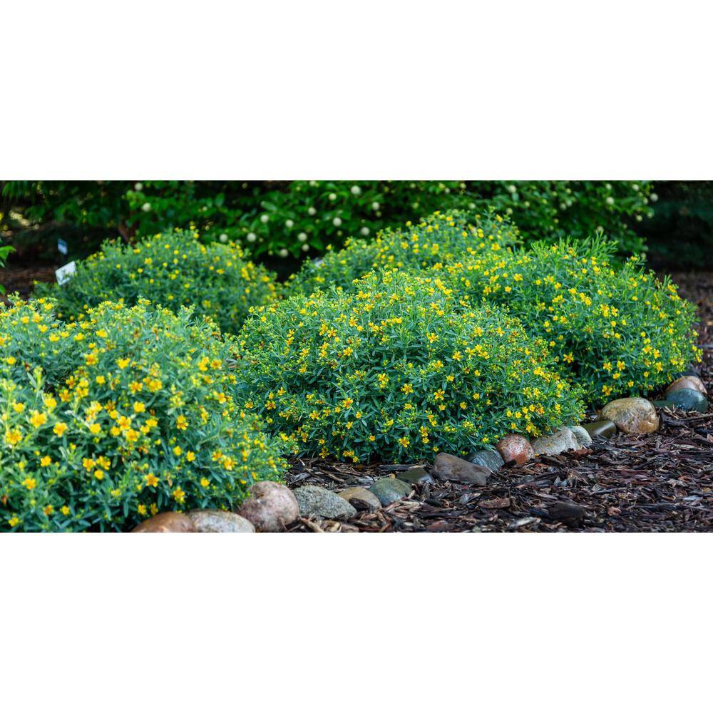FIRST EDITIONS 2.0 Gal. Cobalt-n-Gold St. Johns Wort (Hypericum) Live Shrub Blue-Silver Foliage with Sunny Yellow Flowers O46532F