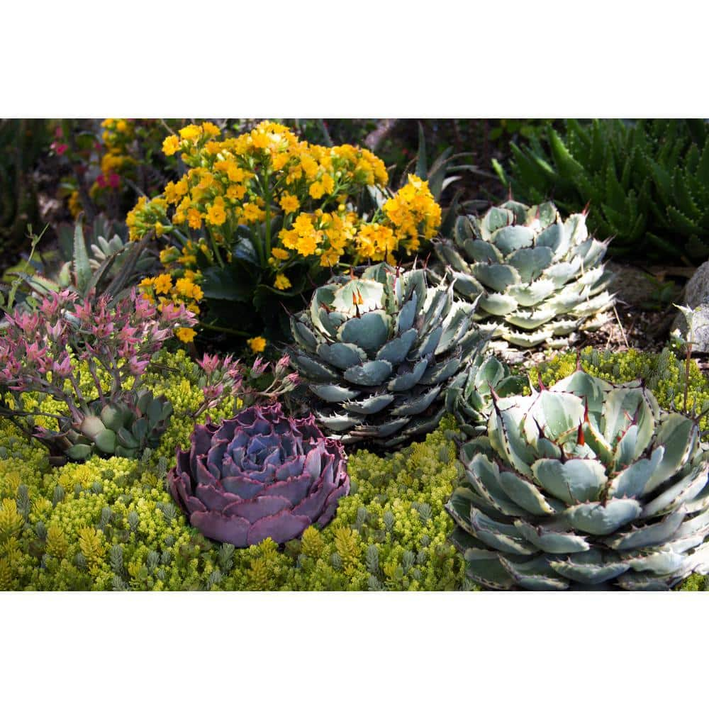 SMART PLANET 10 in. x 20 in. Multi-Color Sedum Mat 0872451