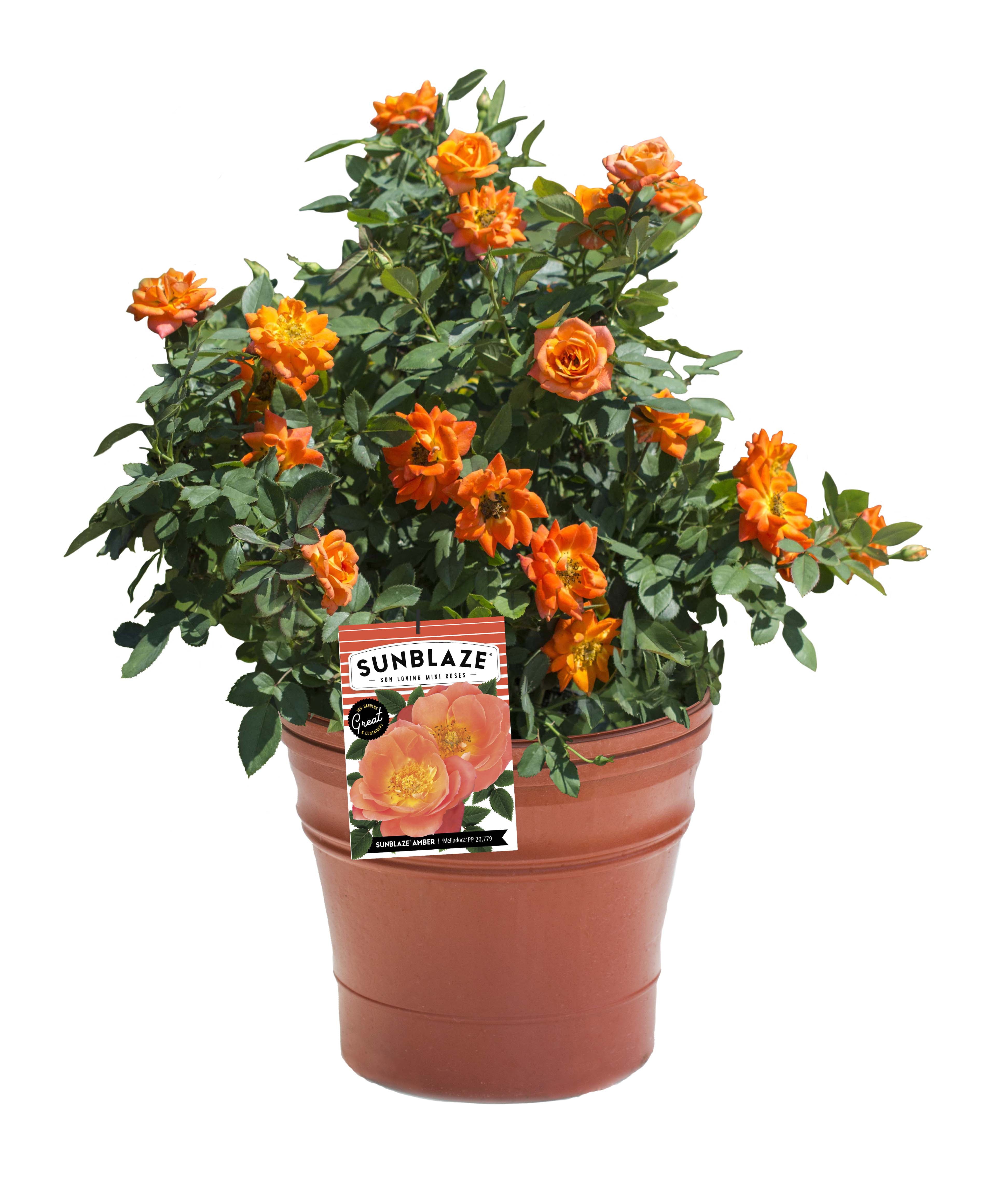 Bareroot Sunblaze® Amber Miniature Rose with Bright Orange Flowers - Live Plants - 2 Piece