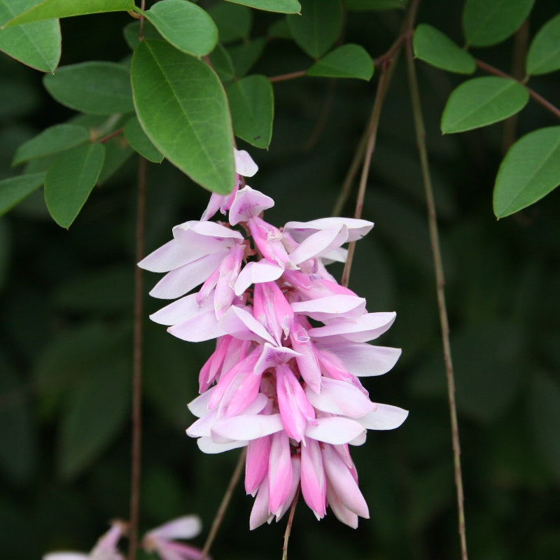 Indigofera Decora-