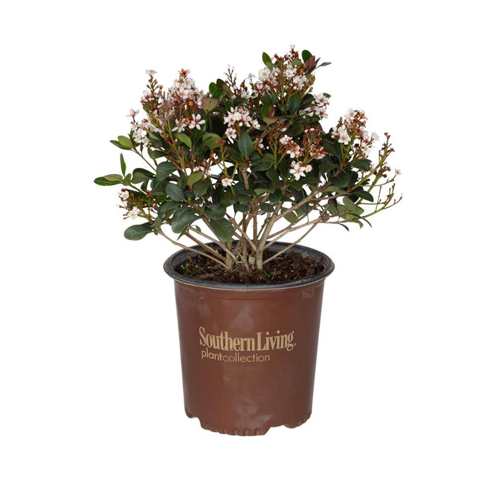 SOUTHERN LIVING 2 Gal. Spring Sonata Indian Hawthorn Live Evergreen Shrub White Flower Clusters 51692