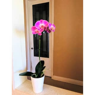 4 in. Phalaenopsis Orchid in Grower Pot PHAL4BLOOM