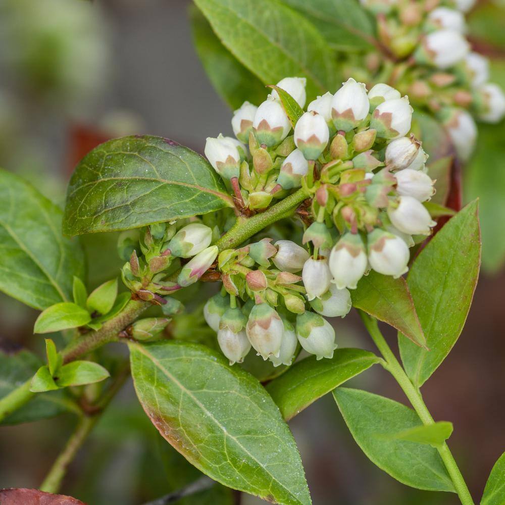 BUSHEL AND BERRY 1 Gal. Bushel and Berry Midnight Cascade Hanging Blueberry Live Plant HD1666
