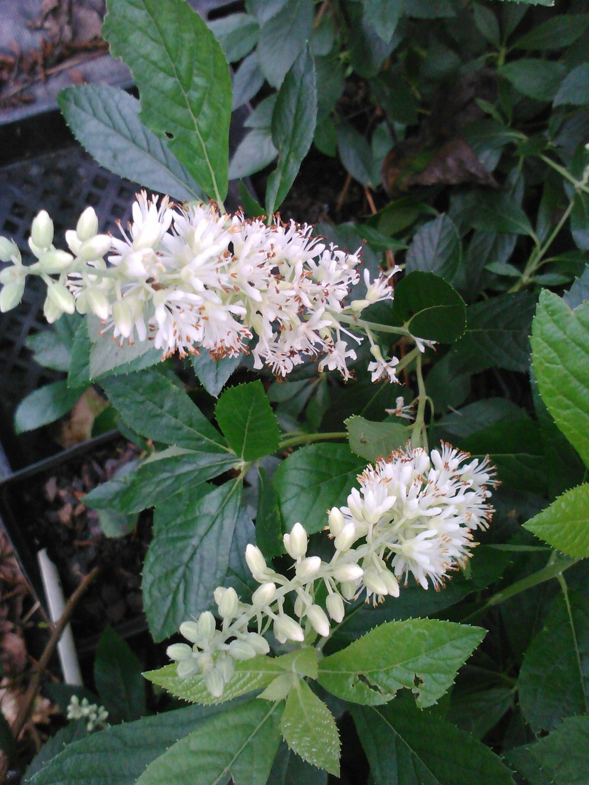 Hummingbird Clethra