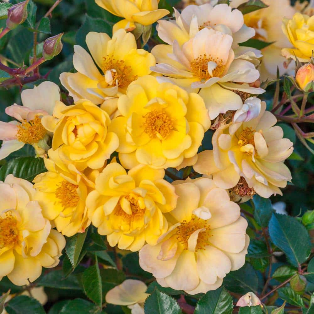 Spring Hill Nurseries Sunshine Happy Trails Groundcover Rose Dormant Bare Root Plant with Yellow Color Flowers (1-Pack) 86319