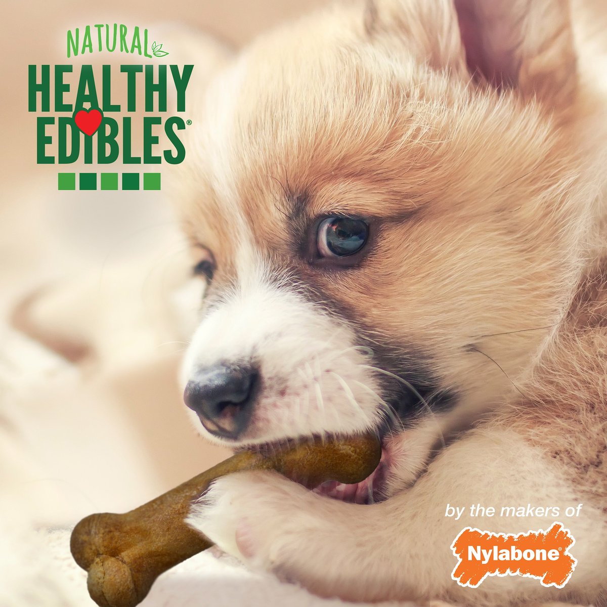 Nylabone Healthy Edibles Longer Lasting Puppy Turkey and Sweet Potato Flavor Dog Bone Treats