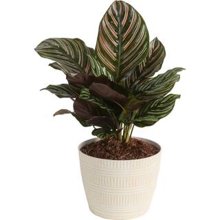 Costa Farms Grower's Choice Calathea Indoor Plant in 6 in. White Pot Avg. Shipping Height 10 in. Tall CO.CMD07.3.CYL