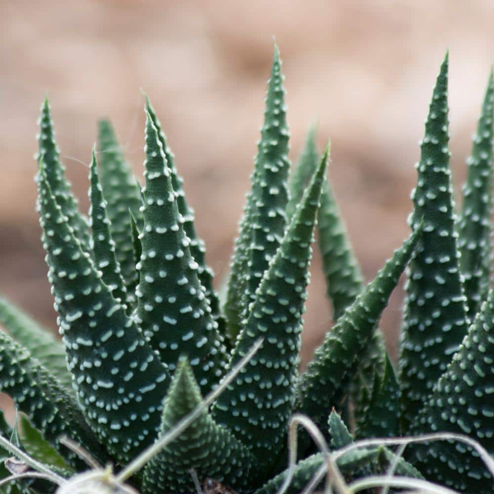 Costa Farms Haworthia Indoor Succulent Assortment in 4 in. Grower Pot Avg. Shipping Height 5 in. Tall  (3-Pack) 4SUCHAWGROW3PK