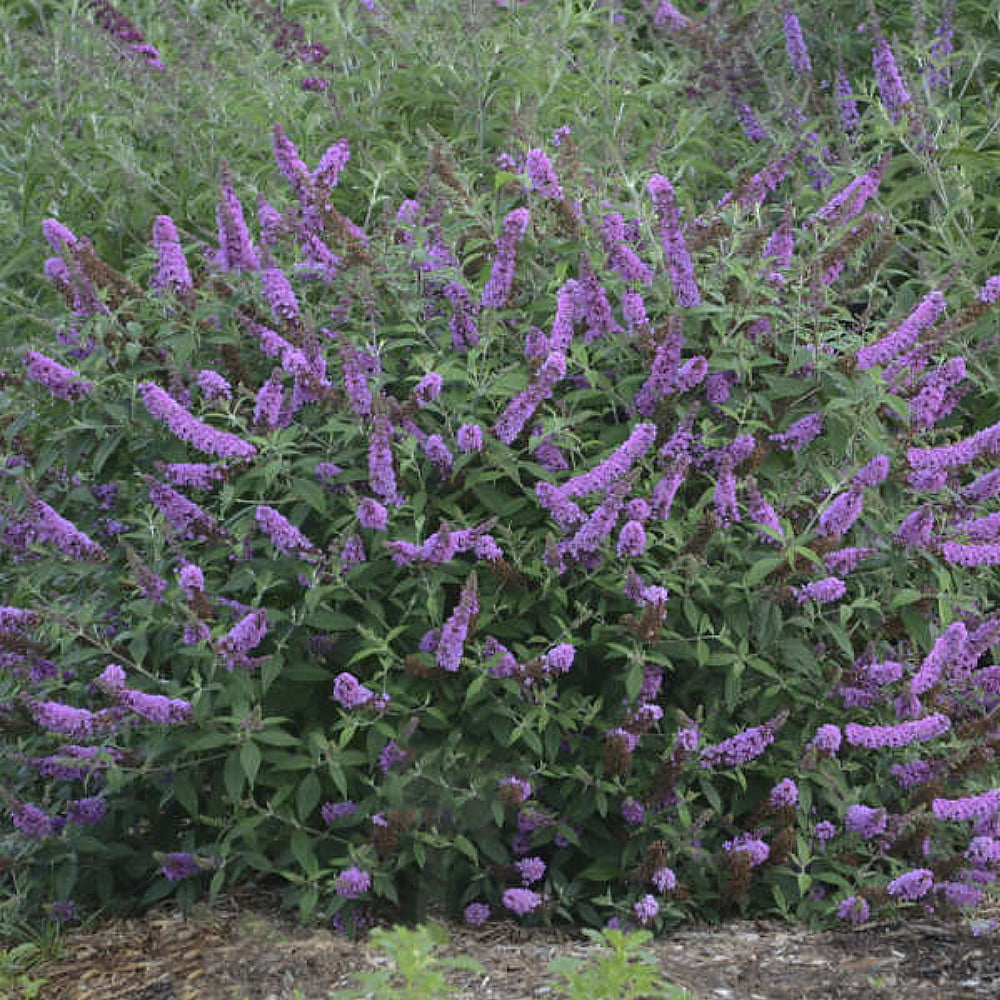 Humdinger® Lavender Cupcake Butterfly Bush - Buddleia - Compact - Gallon Pot