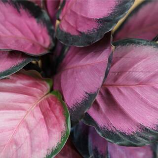 ALTMAN PLANTS 6 in. Calathea Roseopicta Rose Painted Calathea Live Purple House Plant Pot 0872990