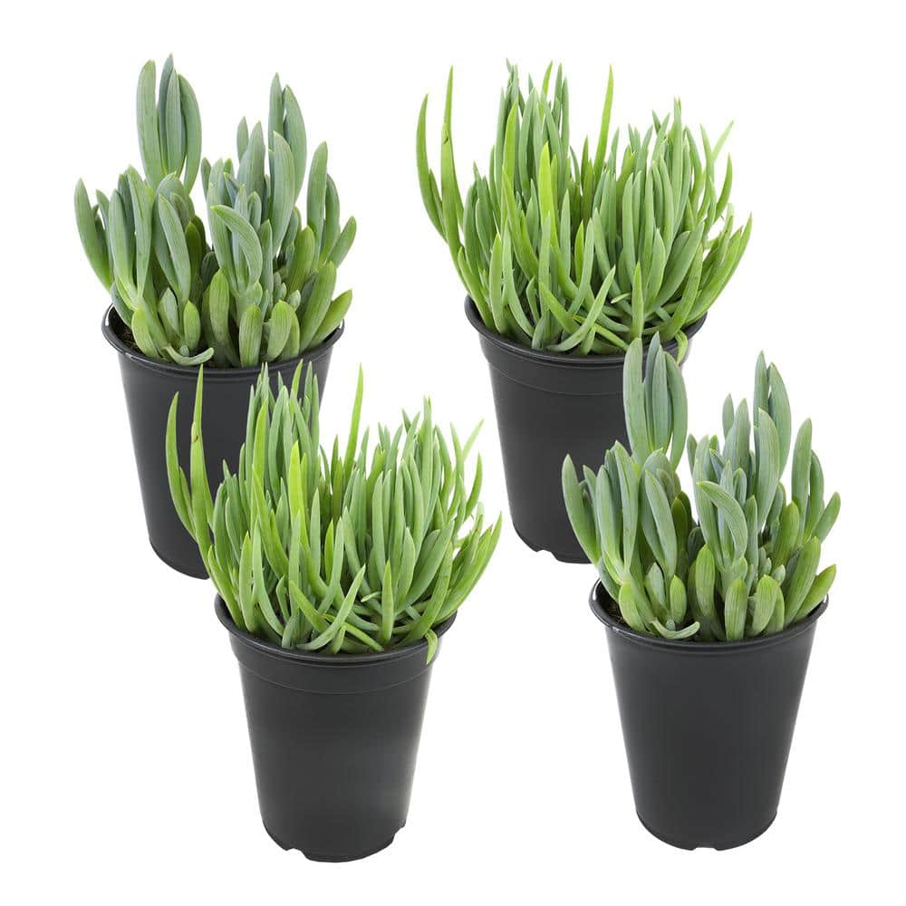 SMART PLANET 1 qt. Senecio Assorted Succulents (4-Pack) 0872640