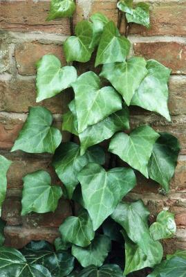 Classy Groundcovers - Algerian Ivy  {25 Pots - 3 1/2 inch Square}