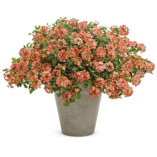 PROVEN WINNERS 4.25 in. Eco+Grande Superbena Royale Peachy Keen (Verbena) Live Plant Peach-Orange Flowers (4-Pack) BENPRW1147504