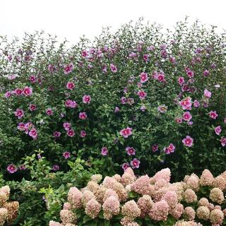 PROVEN WINNERS 2 Gal. Purple Pillar Rose of Sharon (Hibiscus) Plant with Purple Flowers 14762
