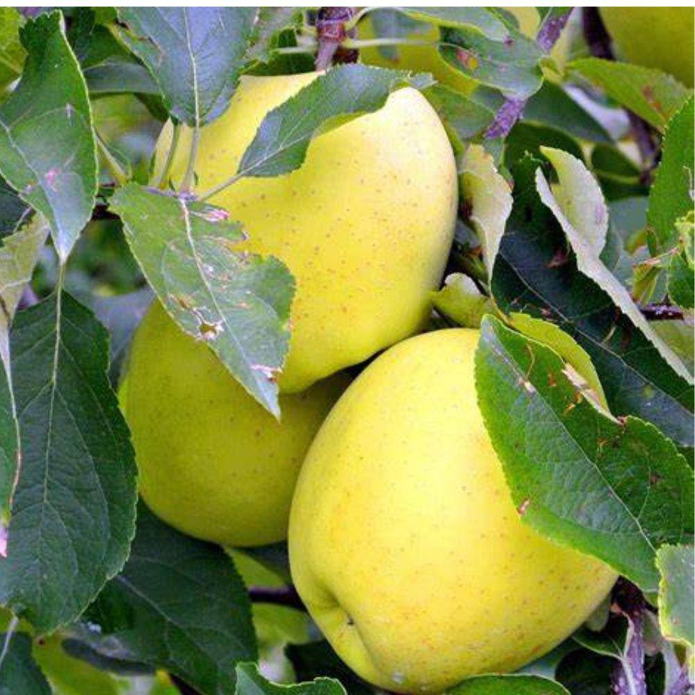 5 gal. Gibson Golden Apple Tree APPGIB05G