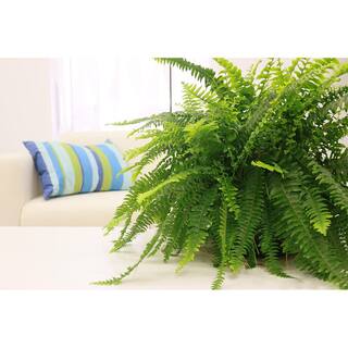 Costa Farms Boston Fern IndoorOutdoor Plant in 10 in. Hanging Basket Avg. Shipping Height 1-2 ft. Tall 10BOSTHB