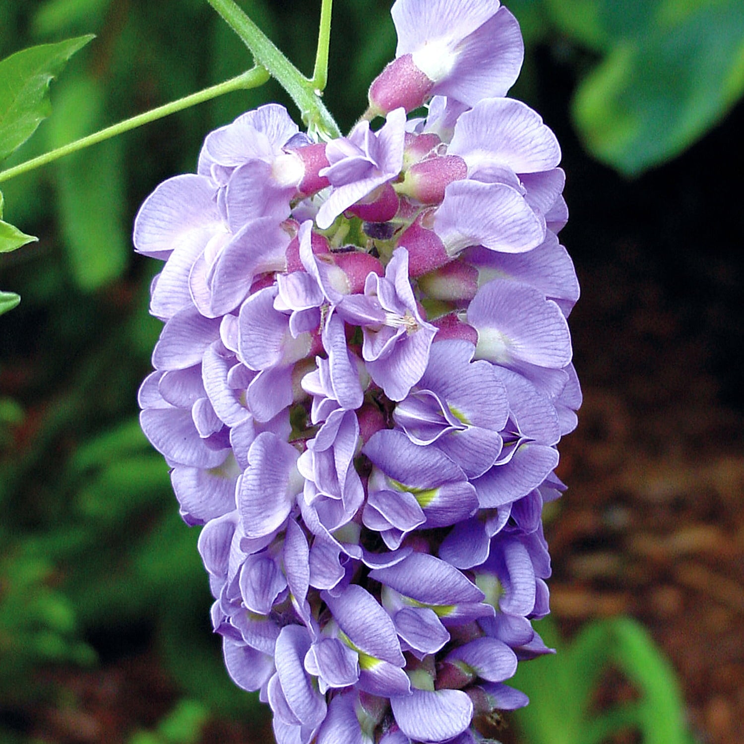 Amethyst Falls Wisteria (2.5 Gallon) Flowering Deciduous Vine with Lavender-Purple Blooms - Full Sun to Part Shade Live Outdoor Plant