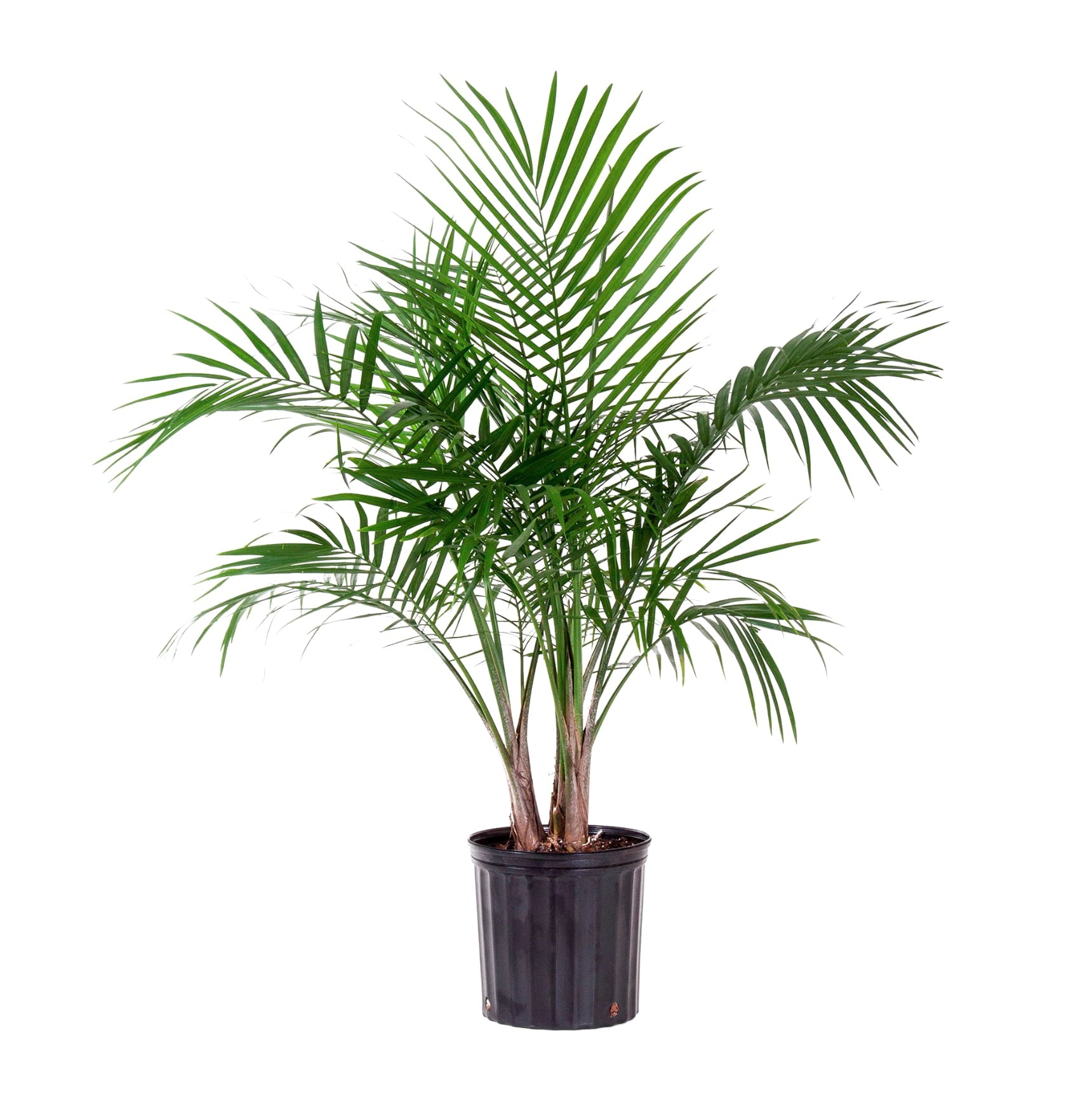 United Nursery Live Majesty Palm Indoor Plant 24-34 inches Tall  with Green Fronds in 9.25 inch Grower Pot