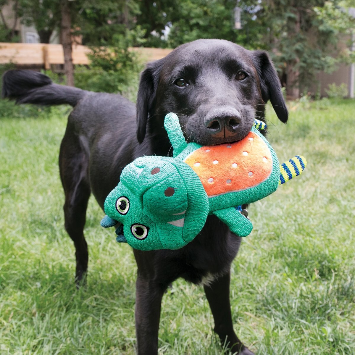 KONG Whoopz Warthog Squeaky Plush Dog Toy