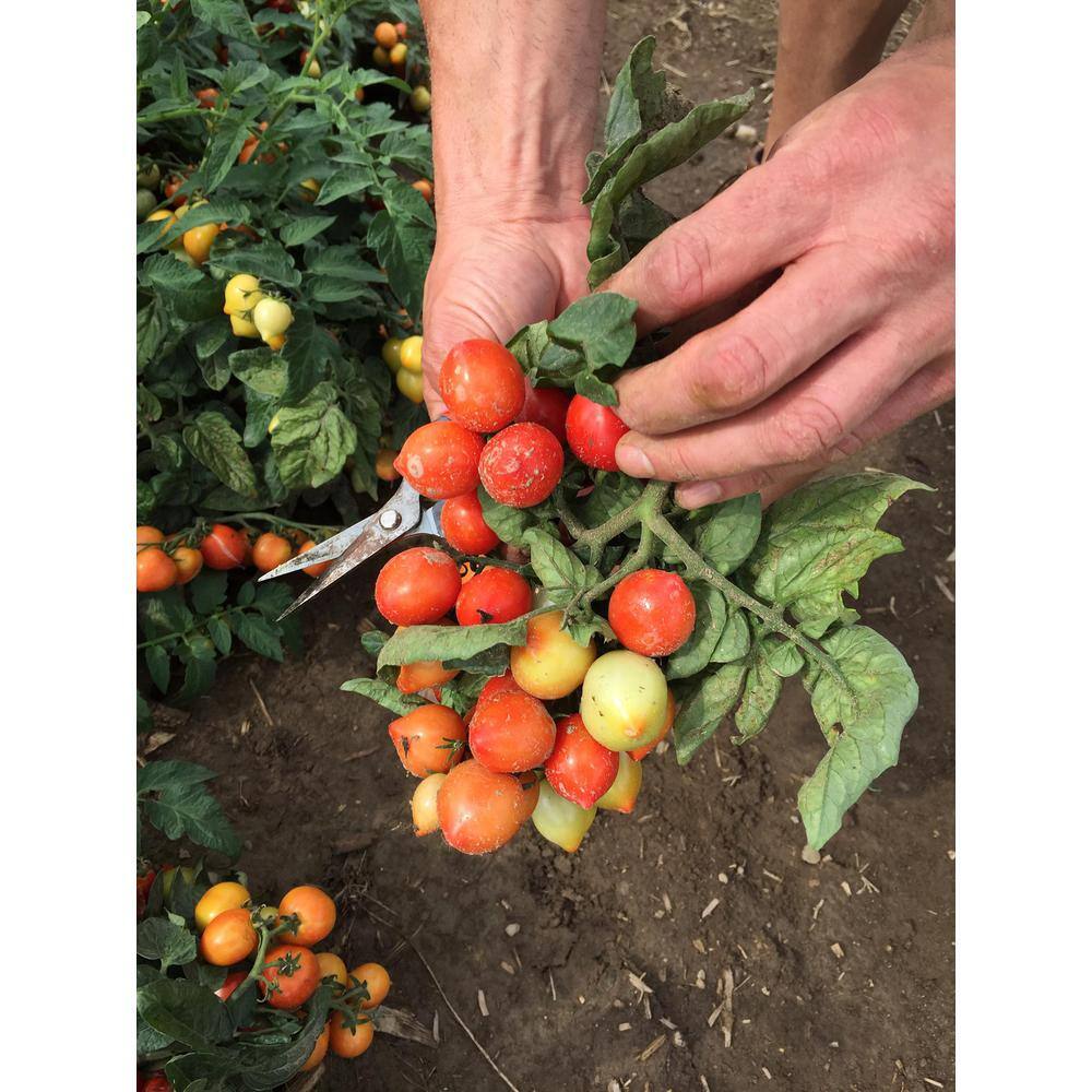 PROVEN WINNERS 15-Count Seeds Tempting Tomatoes Goodhearted (Lycopersicon) Cherry Tomato Seeds ZZRTOM100ZR04