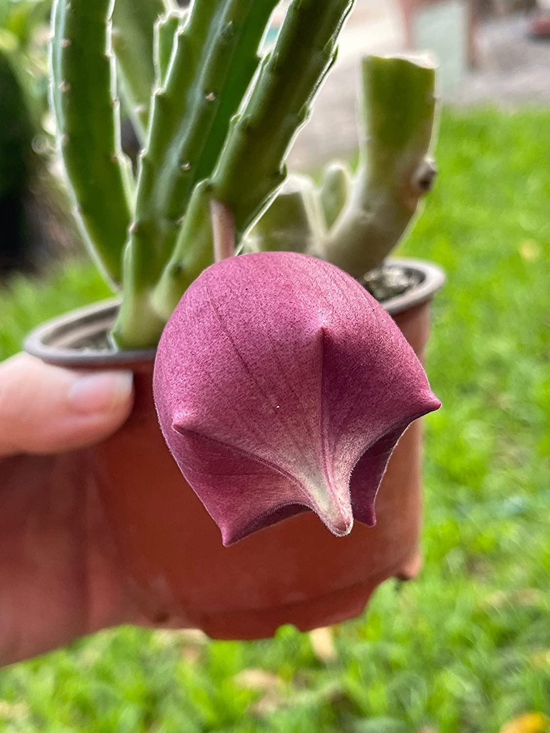 Stapelia leendertziae Black bell Carrion Flower. Maroon Cup Starfish， huernia spp black Bells