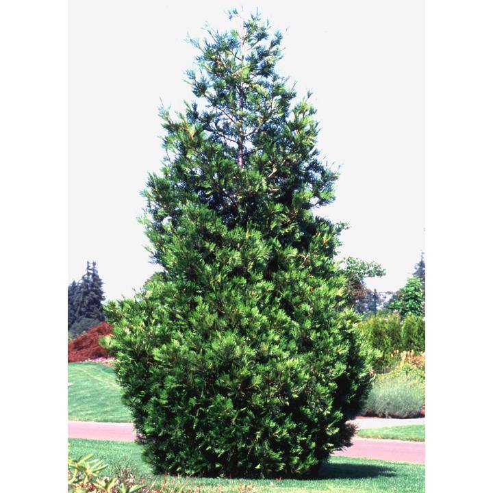 Online Orchards 5 Gal. Incense Cedar Tree with Highly Fragrant Foliage EGCD503