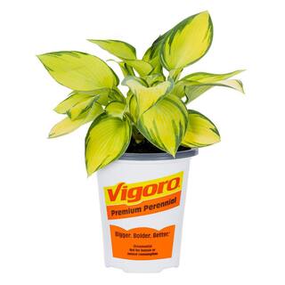 Vigoro 1.5 PT Hosta 'June' Perennial Plant 1007426795