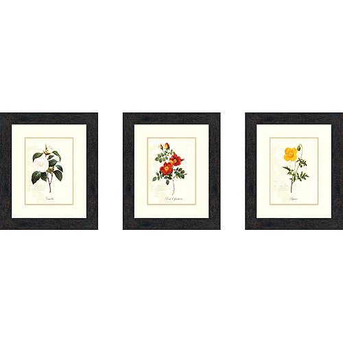 Simplicity Floral Botanical and Flowers Framed Art Prints， Set of 3， by PTM Images