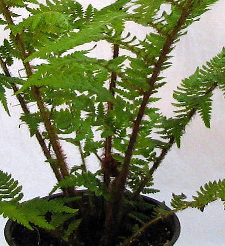 Australian Tree Fern - Cyathea cooperi - Exotic - 6