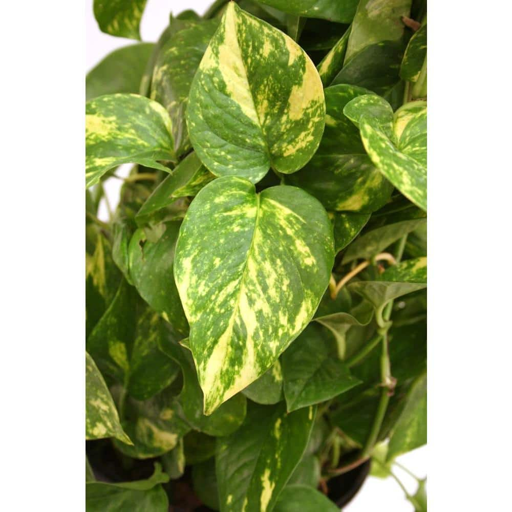 Vigoro Golden Pothos Indoor Plant in Small White Ribbed Plastic Decor Planter Avg. Shipping Height 1-2 ft. Tall (2-Pack) CO.POTH.3.VI.WH