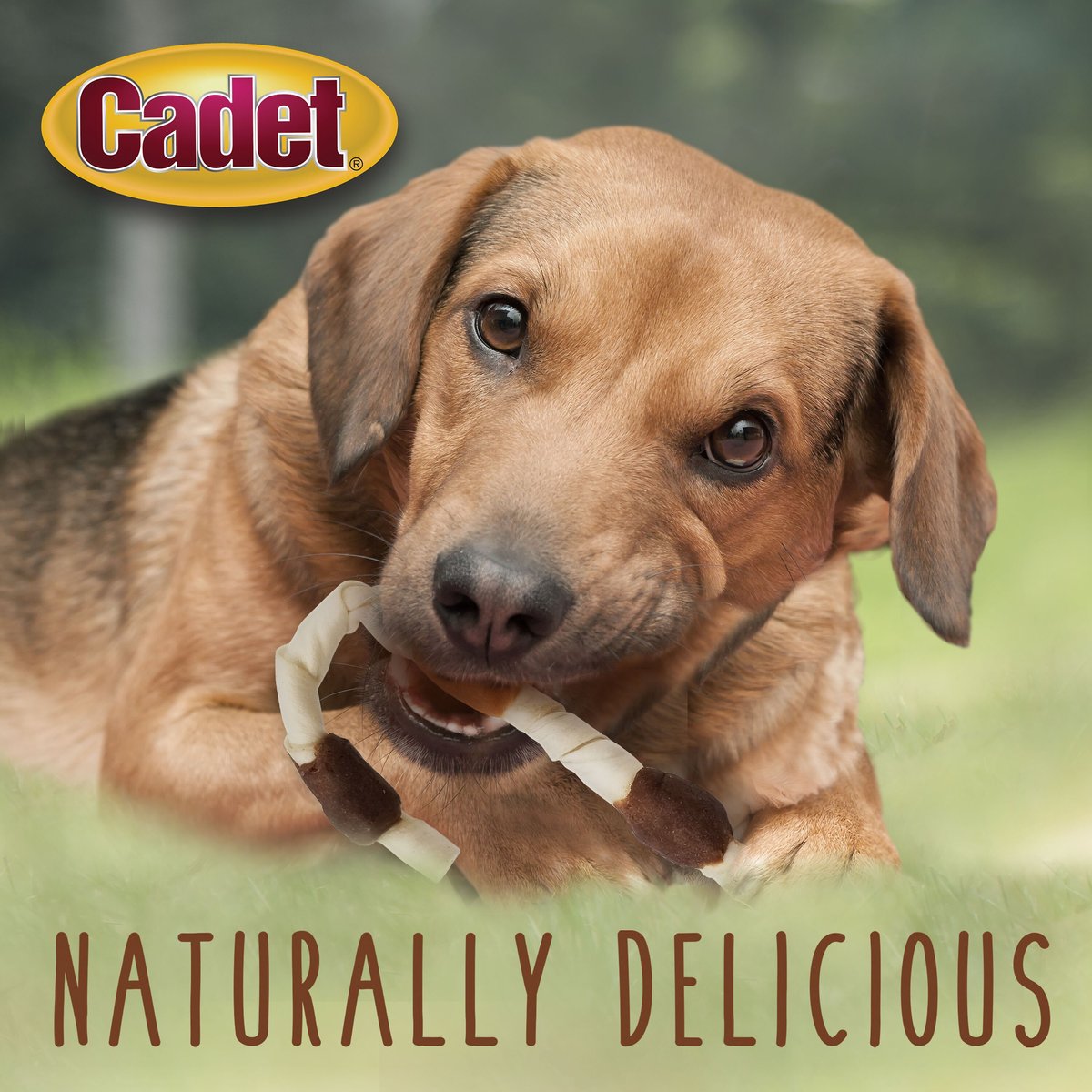 Cadet Premium Grade Holiday Cane Beefhide Kabob Dog Treat