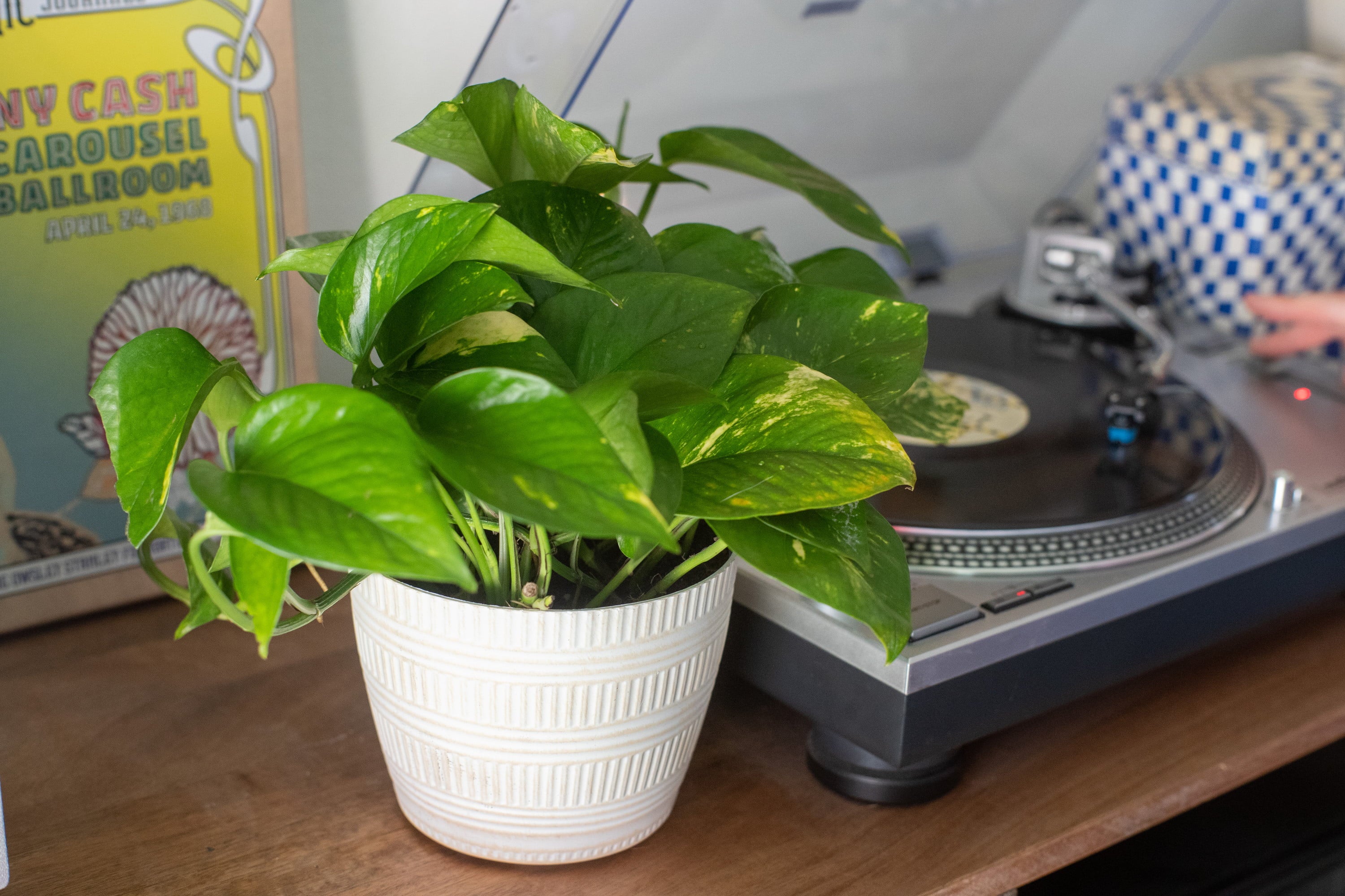 Costa Farms Plants with Benefits Live Indoor 10in. Tall Green Devil's Ivy Pothos; Medium， Indirect Light Plant in 6in. Décor Pot