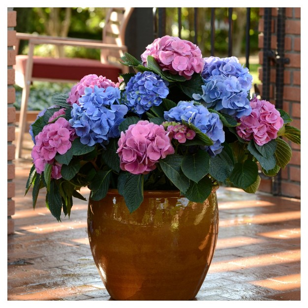 Hydrangea x27 la Dreamin x27 3pc National Plant Network U s d a Hardiness Zones 5 10