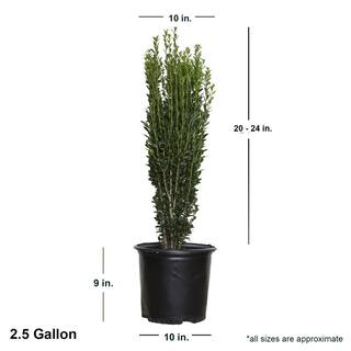 FLOWERWOOD 2.5 Gal - Sky Pencil Japanese Holly(Ilex) Live Plant Upright Growth Habit 31203FL