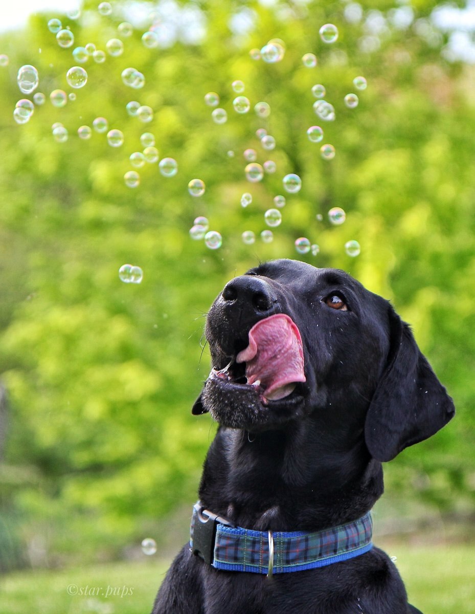 Pet Qwerks Incredibubbles for Dogs