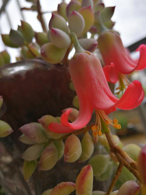 Cotyledon Pendens Succulent Live Plants Rare Trailing Succulents， 3 Fresh Succulent Cuttings