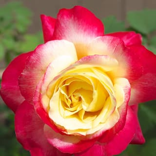 VAN ZYVERDEN Yellow and Pink Rose Double Delight Root Stock 83887