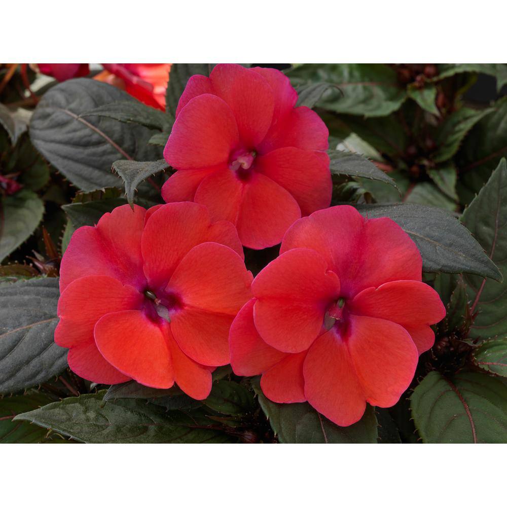 SunPatiens 1 Qt. Compact Deep Rose SunPatiens Impatiens Outdoor Annual Plant with Pink Flowers 24456