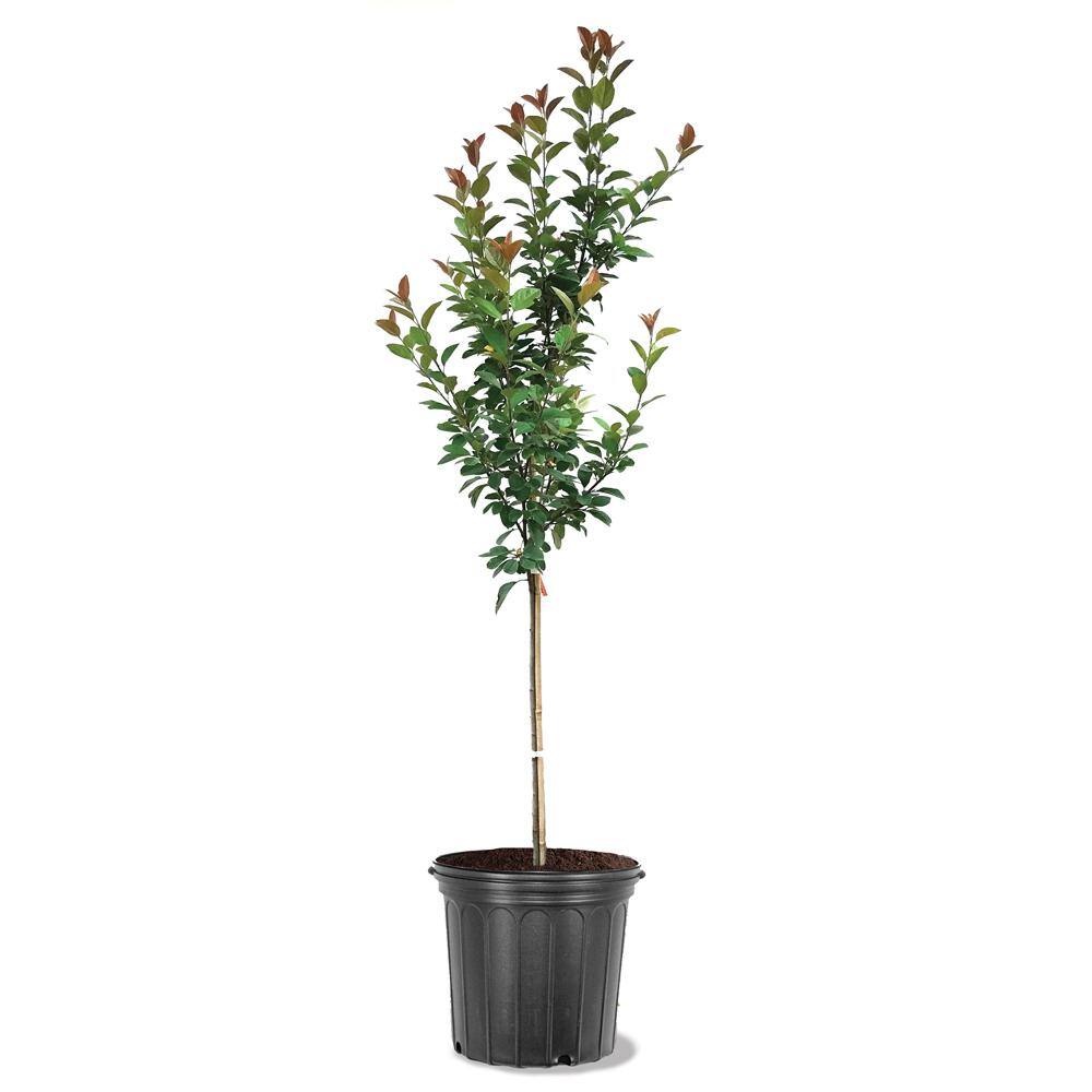 5 Gal. Robinson Pink Flowering Crabapple Tree CRAROB05G