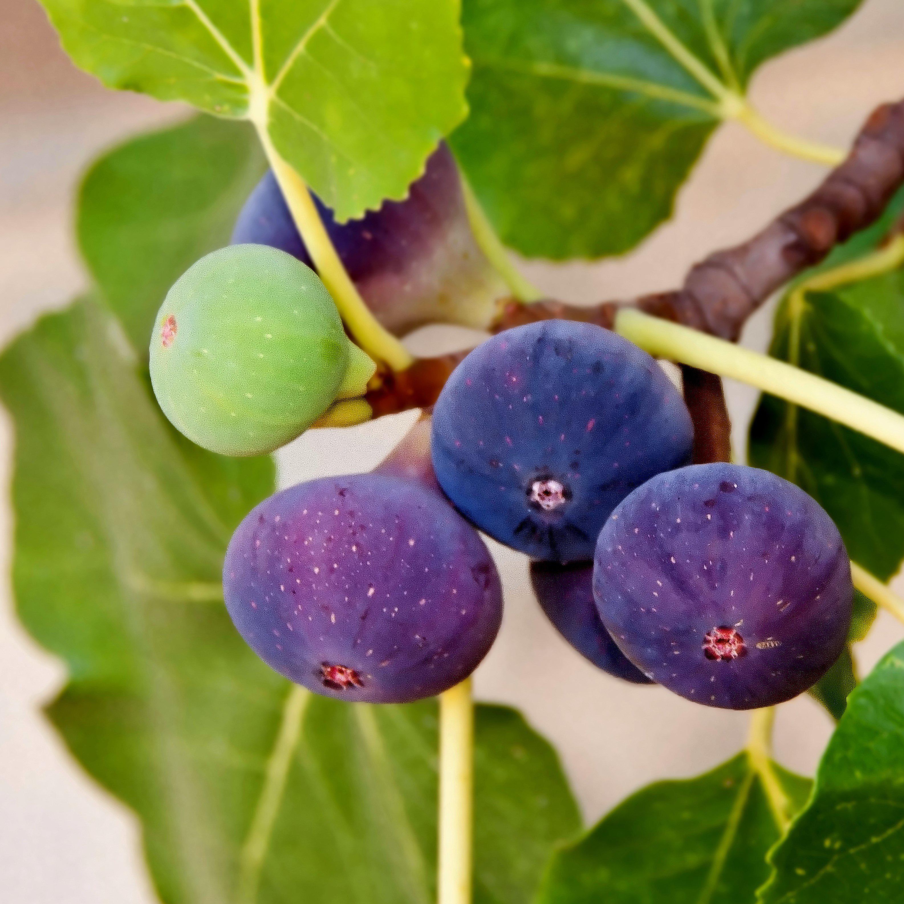 Chicago Hardy Fig， 1 Rooted Starter Fig