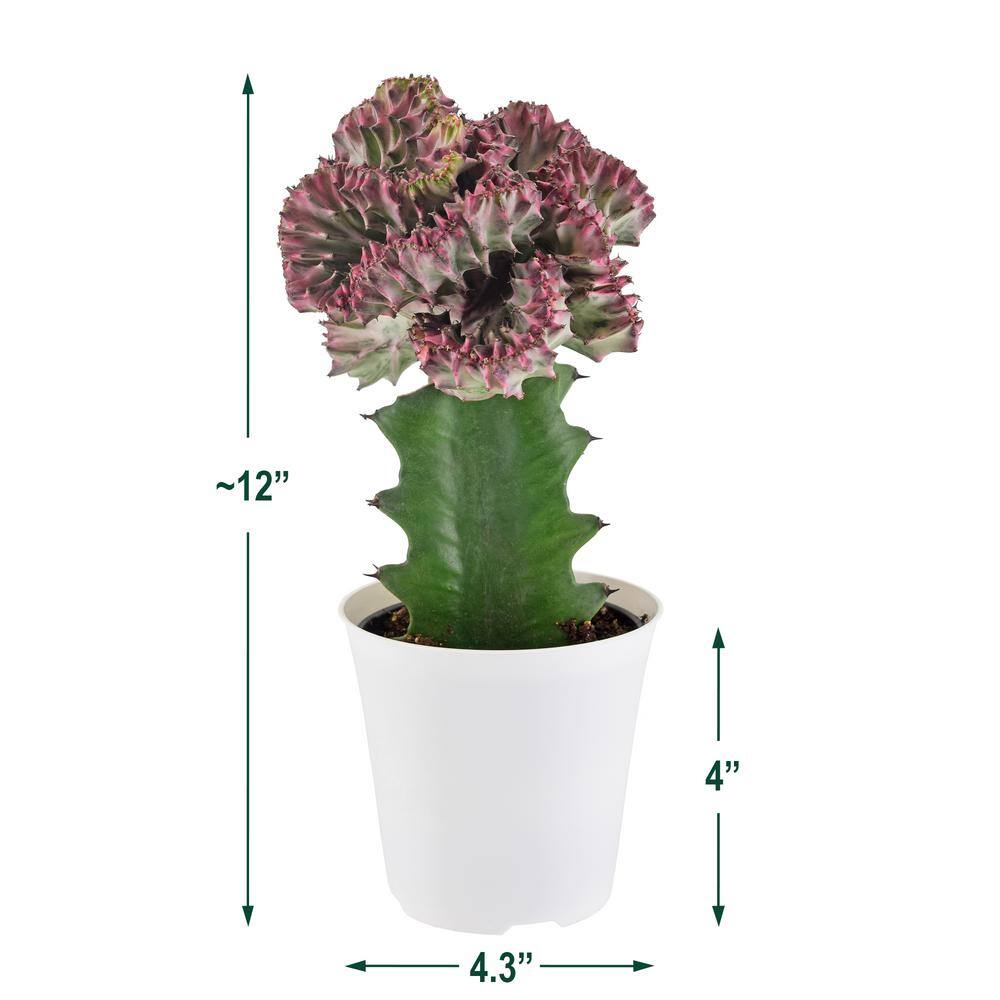 Arcadia Garden Products 4 in. Light Purple Mermaid Tail Coral Cactus Live Indoor Plant in White Plastic Grower Pot LV91