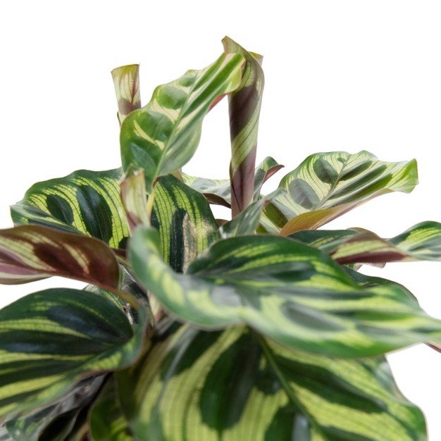 3pk Calathea Makoyana Plant - National Plant Network