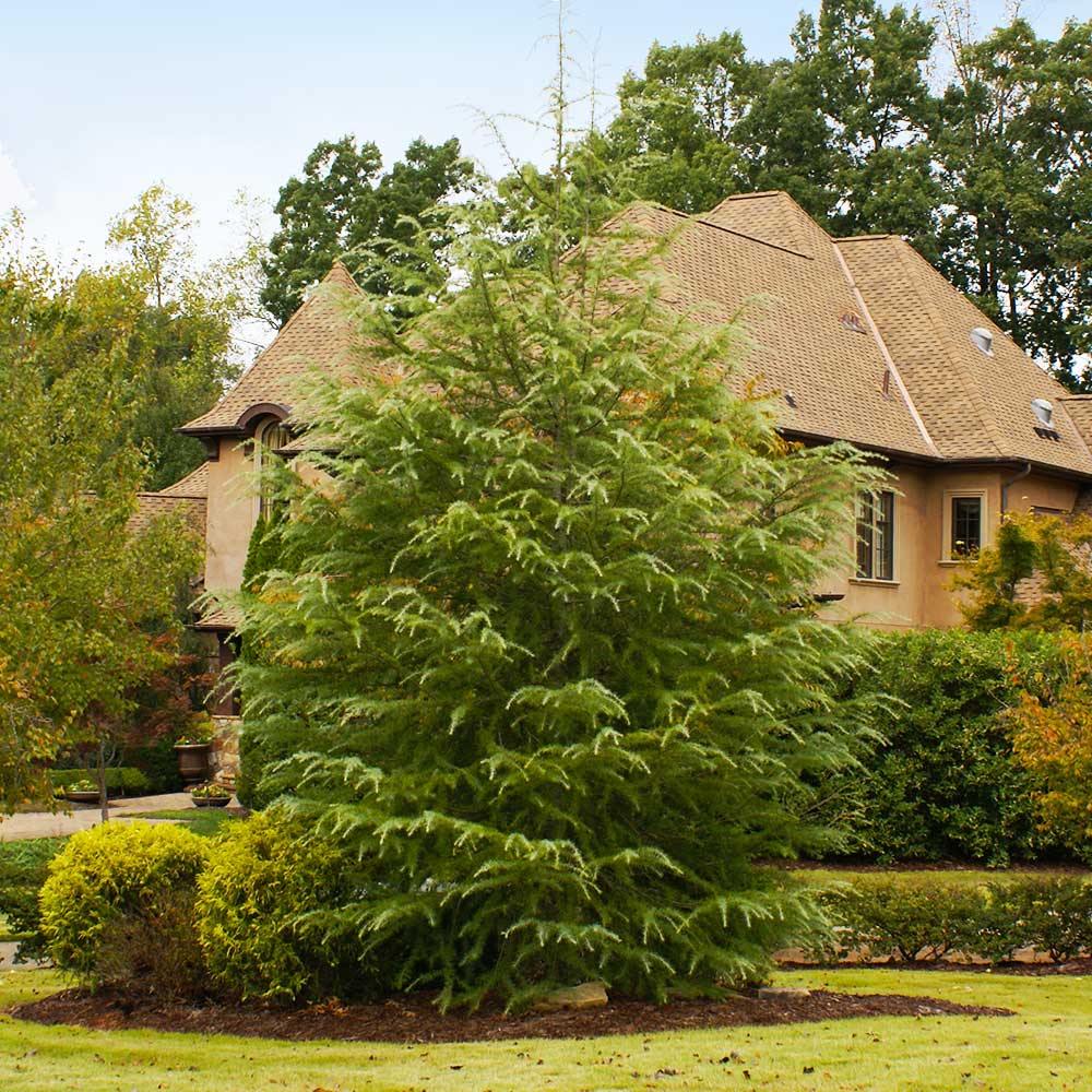 Deodar Cedar Tree