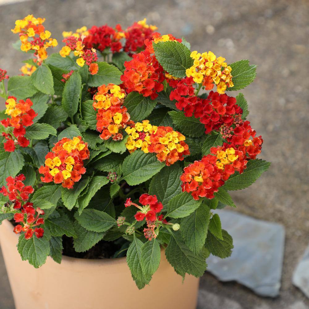 ALTMAN PLANTS 1.7 Pint LANTANA Assorted Colors 4-Pack 0881420